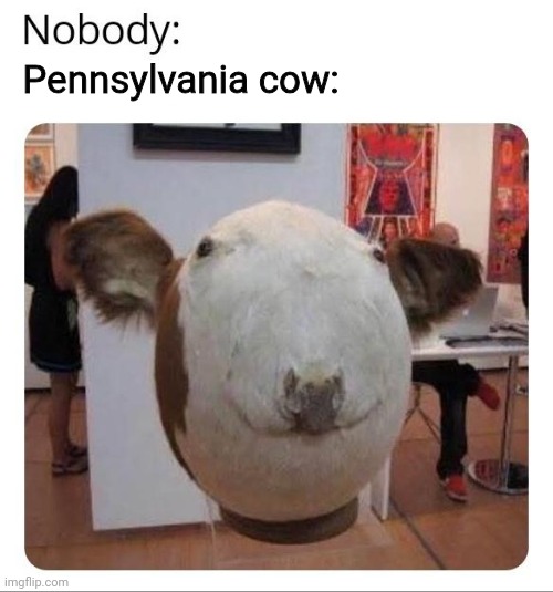 I thought i told you to stop that. That's it im calling 1900tooratt! This will not stand! | Pennsylvania cow: | image tagged in pennsylvania,but why tho,stop it get some help | made w/ Imgflip meme maker