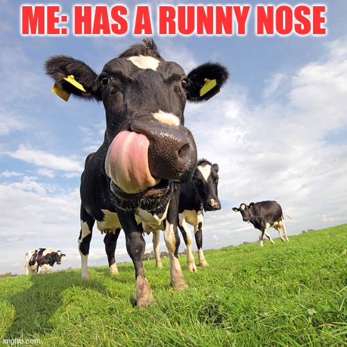 Cows can be goofy | ME: HAS A RUNNY NOSE | image tagged in cow,goofy | made w/ Imgflip meme maker