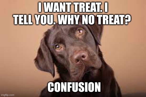 Confused dog | I WANT TREAT. I TELL YOU. WHY NO TREAT? CONFUSION | image tagged in dog,dogs | made w/ Imgflip meme maker