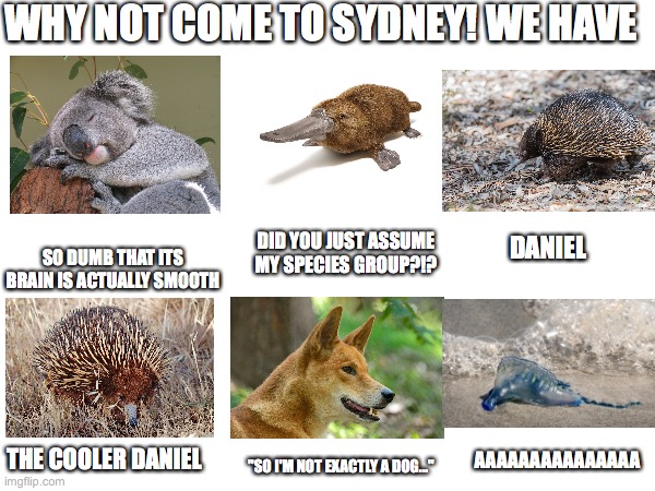 why not come to Sydney? | WHY NOT COME TO SYDNEY! WE HAVE; DID YOU JUST ASSUME MY SPECIES GROUP?!? DANIEL; SO DUMB THAT ITS BRAIN IS ACTUALLY SMOOTH; THE COOLER DANIEL; AAAAAAAAAAAAAAA; "SO I'M NOT EXACTLY A DOG..." | image tagged in memes,funny | made w/ Imgflip meme maker