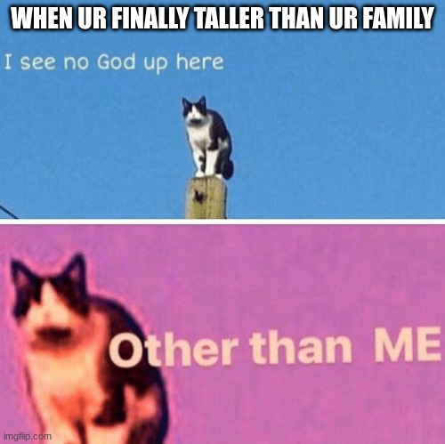 Hail pole cat | WHEN UR FINALLY TALLER THAN UR FAMILY | image tagged in hail pole cat | made w/ Imgflip meme maker