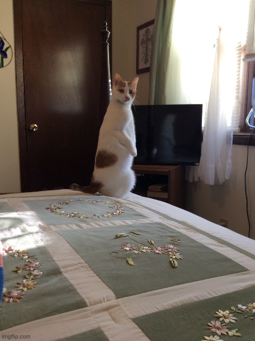 My grandmother’s cat acting like a meerkat | image tagged in cats,meerkat,why are you reading the tags,stop reading the tags,aaaaaaaaaaaaaaaaaaaaaaaaaaa | made w/ Imgflip meme maker