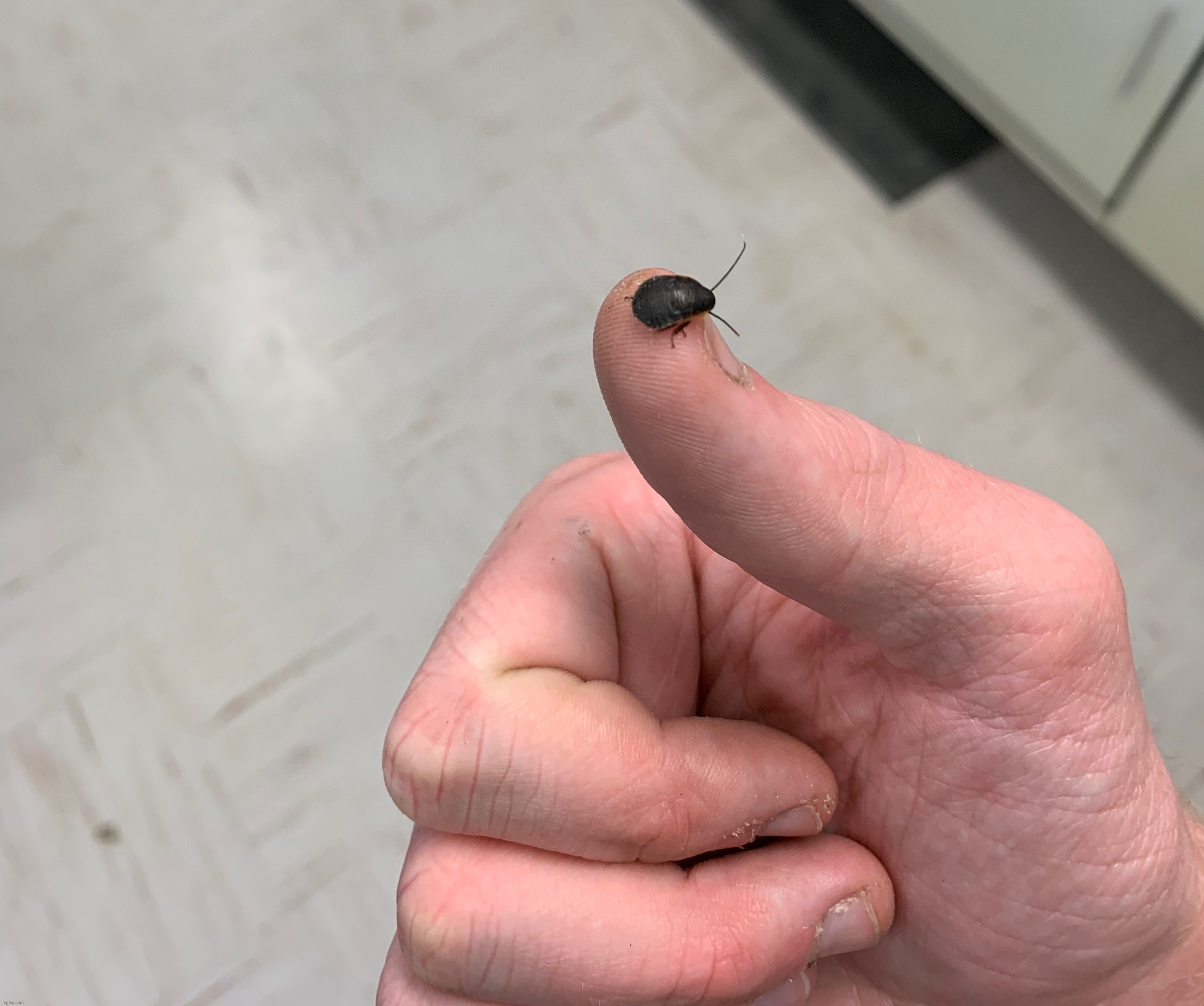Baby hissing cockroach | made w/ Imgflip meme maker