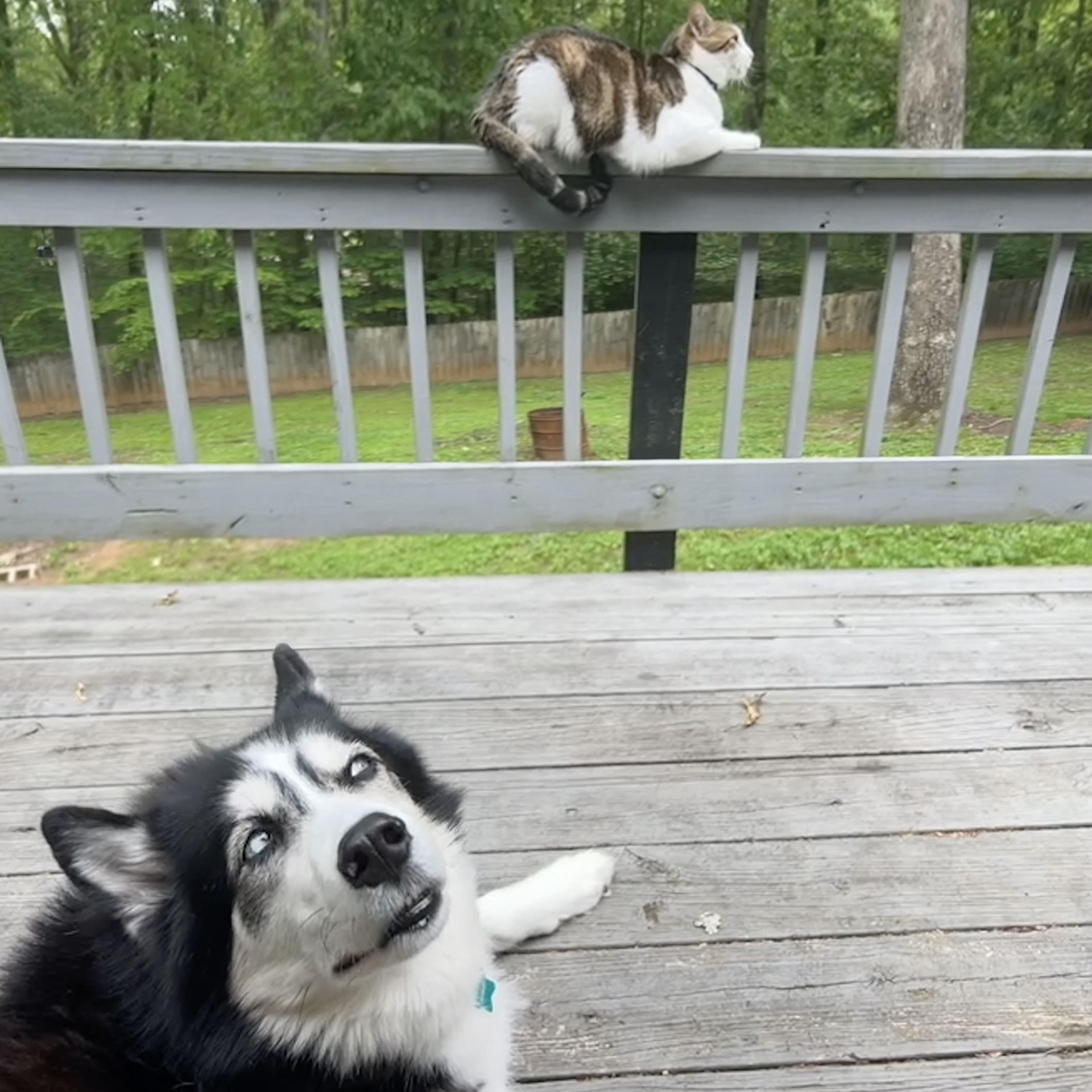 High Quality dog giving a side eye to a cat Blank Meme Template