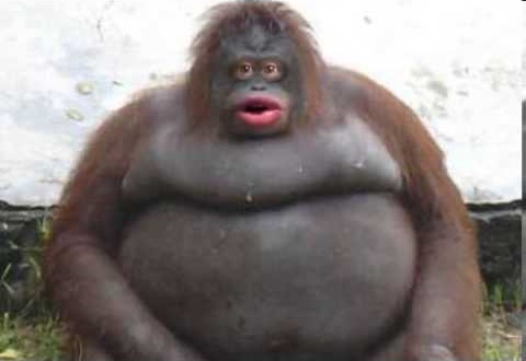 Monke Blank Meme Template