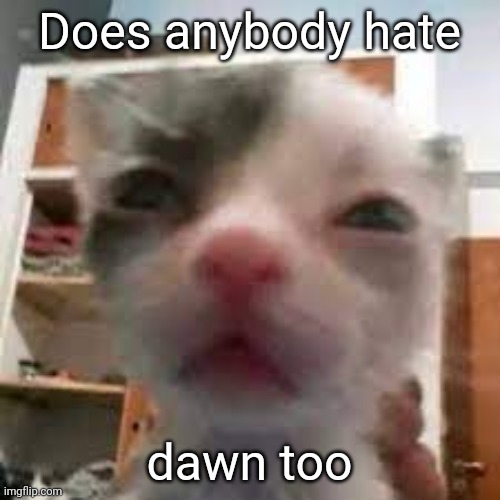 Cat lightskin stare | Does anybody hate; dawn too | image tagged in cat lightskin stare | made w/ Imgflip meme maker