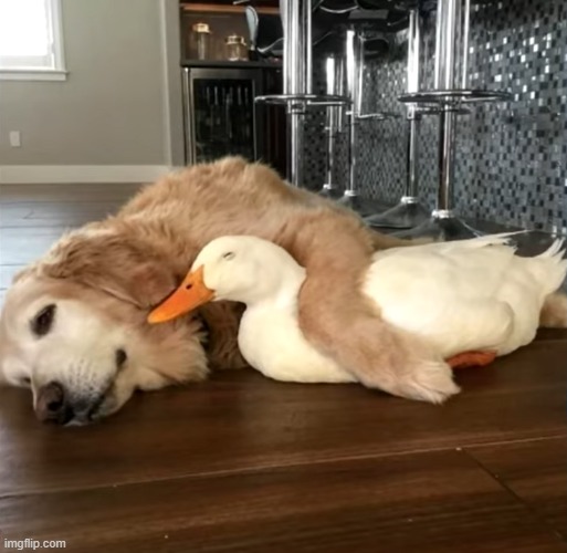 A dog cuddling with a duck | image tagged in dog,duck,cuddle | made w/ Imgflip meme maker