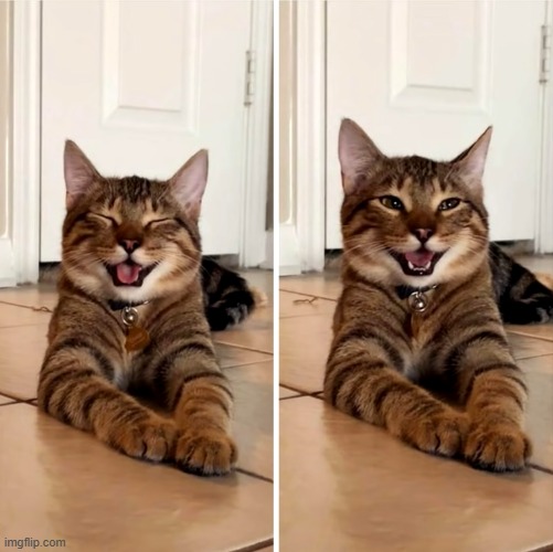 A very happy cat | image tagged in cat,happy | made w/ Imgflip meme maker