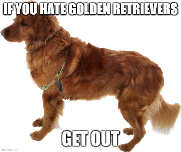 Golden retriever | IF YOU HATE GOLDEN RETRIEVERS; GET OUT | image tagged in golden retriever | made w/ Imgflip meme maker