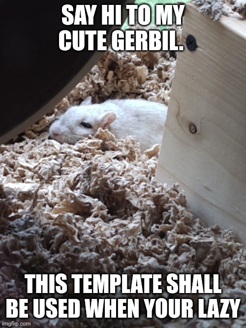 SAY HI TO MY CUTE GERBIL. THIS TEMPLATE SHALL BE USED WHEN YOUR LAZY | made w/ Imgflip meme maker