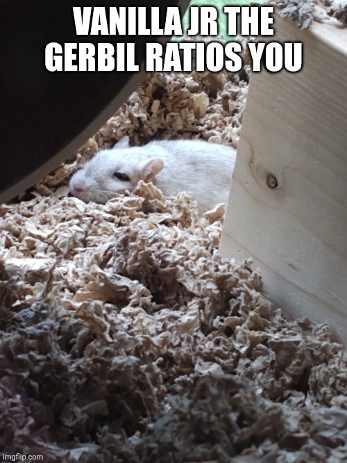 Vanilla jr | VANILLA JR THE GERBIL RATIOS YOU | image tagged in vanilla jr | made w/ Imgflip meme maker