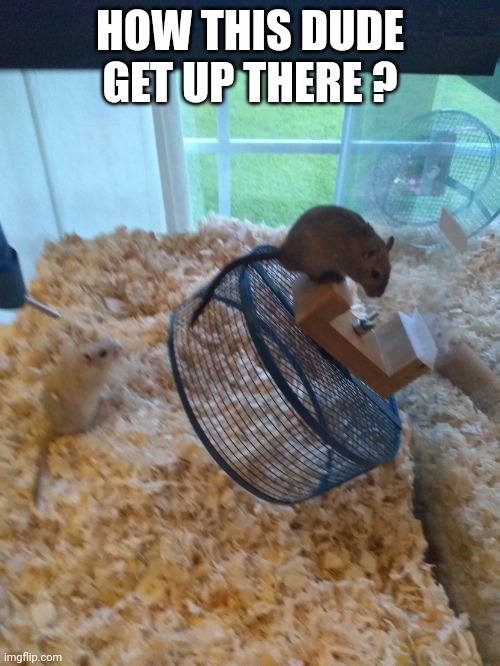 How does that happen | HOW THIS DUDE GET UP THERE ? | image tagged in eyy bro | made w/ Imgflip meme maker