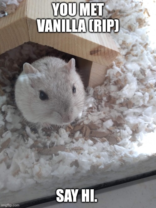 Vanilla the gerbil (rip) | YOU MET VANILLA (RIP); SAY HI. | image tagged in vanilla the gerbil rip | made w/ Imgflip meme maker