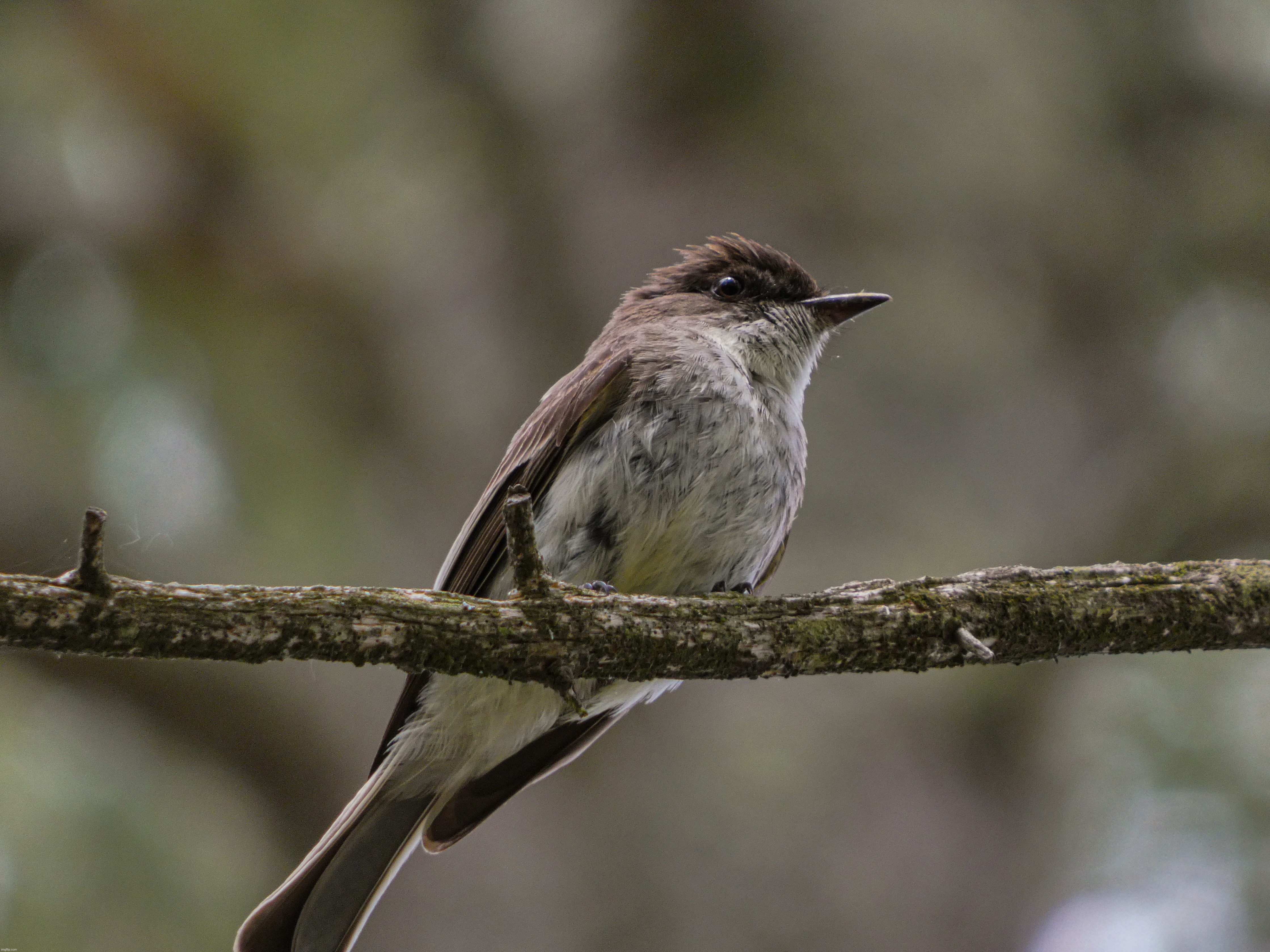 I saw my very first Eastern Phoebe today! | image tagged in share your own photos,iceu new hampshire | made w/ Imgflip meme maker