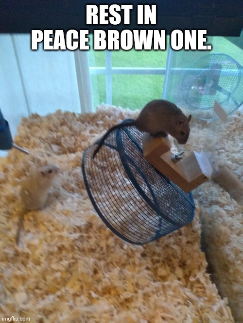 Rip brown one | REST IN PEACE BROWN ONE. | image tagged in eyy bro | made w/ Imgflip meme maker