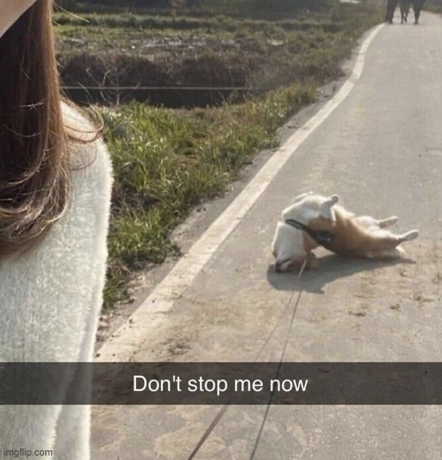 image tagged in dogs | made w/ Imgflip meme maker