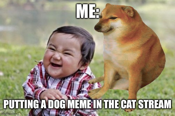 Dog in Cat Stream | ME:; PUTTING A DOG MEME IN THE CAT STREAM | image tagged in dog,cats,dogs,cat,dog are better | made w/ Imgflip meme maker
