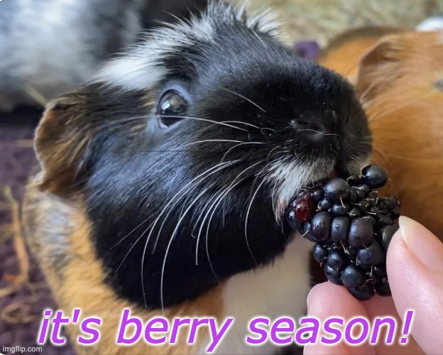 Let's eat! | it's berry season! | image tagged in guinea pig,cute,treat,summer | made w/ Imgflip meme maker