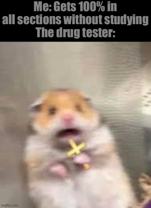 Screaming Hamster | Me: Gets 100% in all sections without studying
The drug tester: | image tagged in screaming hamster | made w/ Imgflip meme maker