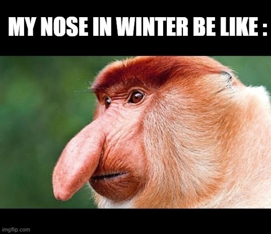 i hate winter | MY NOSE IN WINTER BE LIKE : | image tagged in big nose monkey | made w/ Imgflip meme maker