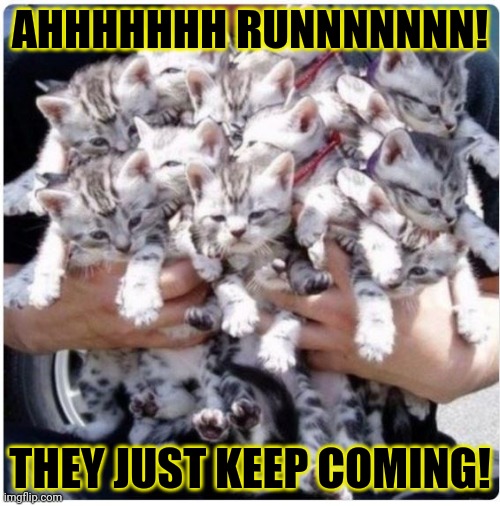 Escape while you still can... | AHHHHHHH RUNNNNNNN! THEY JUST KEEP COMING! | image tagged in attack,cats,run | made w/ Imgflip meme maker
