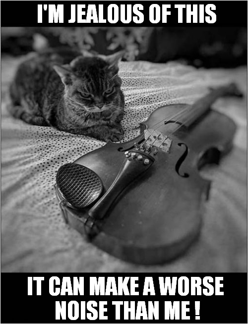Cat Envy ! | I'M JEALOUS OF THIS; IT CAN MAKE A WORSE
 NOISE THAN ME ! | image tagged in cats,violin,noise | made w/ Imgflip meme maker