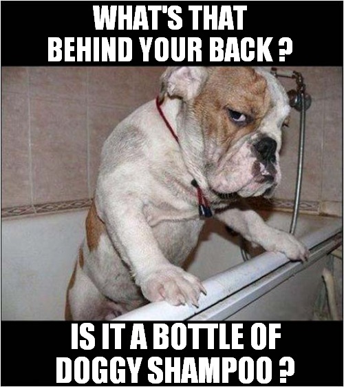 It's Bath Time ! | WHAT'S THAT  BEHIND YOUR BACK ? IS IT A BOTTLE OF
DOGGY SHAMPOO ? | image tagged in dogs,suspicious dog,bath time | made w/ Imgflip meme maker