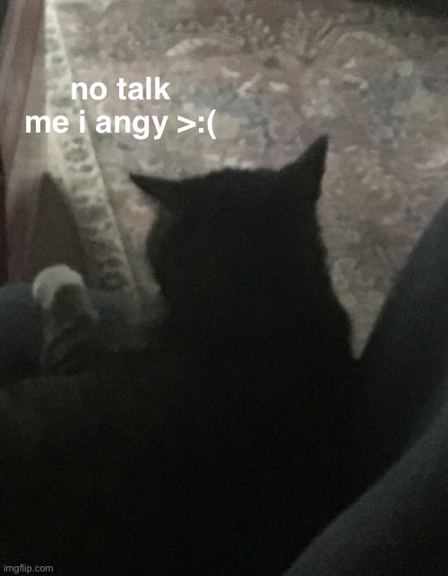 btw- this is my cat. His name is Zelda. | image tagged in cat,my cat,no talk me i angy | made w/ Imgflip meme maker
