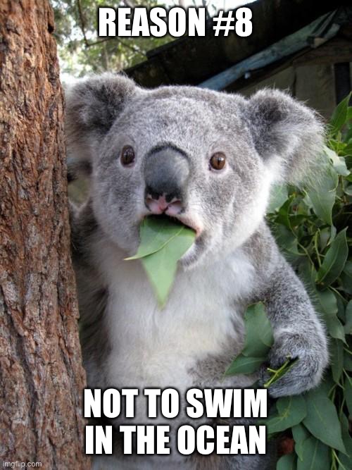 Surprised Koala Meme | REASON #8 NOT TO SWIM IN THE OCEAN | image tagged in memes,surprised koala | made w/ Imgflip meme maker