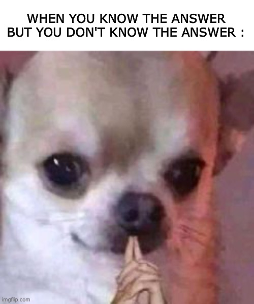 fr | WHEN YOU KNOW THE ANSWER BUT YOU DON'T KNOW THE ANSWER : | image tagged in thinking dog,funny,memes,relatable meems,school,true story | made w/ Imgflip meme maker