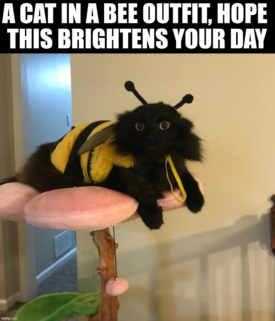 A CAT IN A BEE OUTFIT, HOPE 
THIS BRIGHTENS YOUR DAY | made w/ Imgflip meme maker