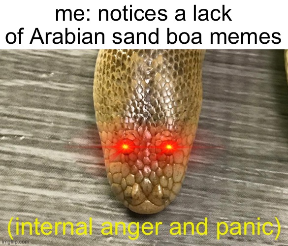 where are the arabian sand boa memes | me: notices a lack of Arabian sand boa memes; (internal anger and panic) | image tagged in arabian sand boa | made w/ Imgflip meme maker