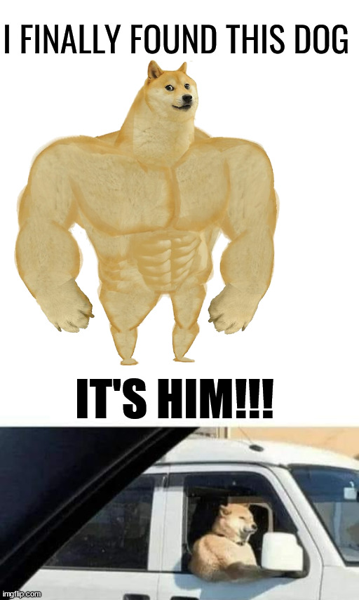Buff dog before he became a meme | I FINALLY FOUND THIS DOG; IT'S HIM!!! | image tagged in memes,buff doge vs cheems | made w/ Imgflip meme maker