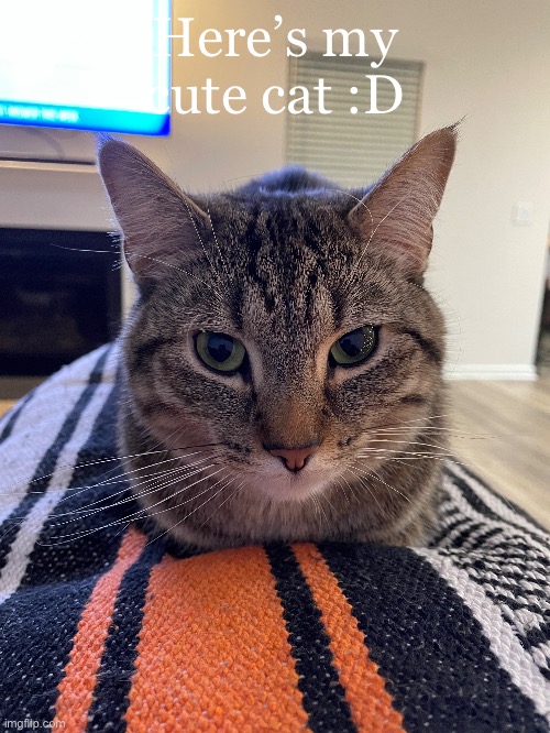 Here’s my cute cat :D | made w/ Imgflip meme maker