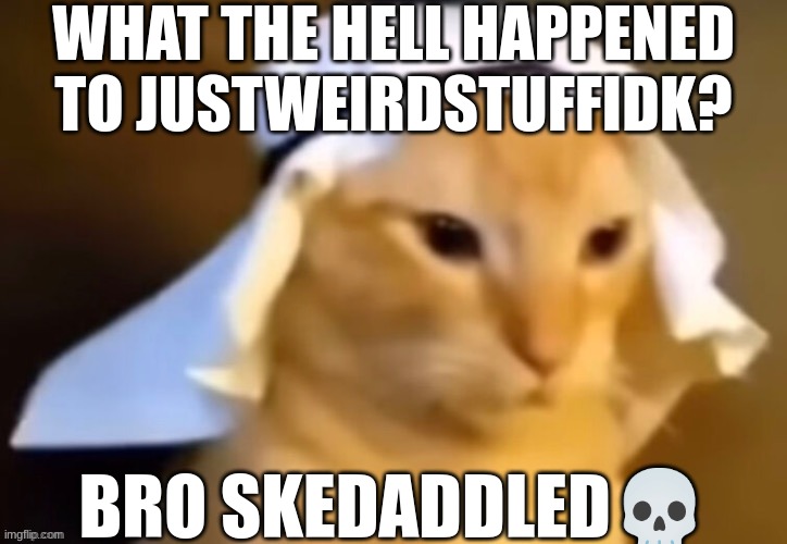 haram cat | WHAT THE HELL HAPPENED TO JUSTWEIRDSTUFFIDK? BRO SKEDADDLED💀 | image tagged in haram cat | made w/ Imgflip meme maker