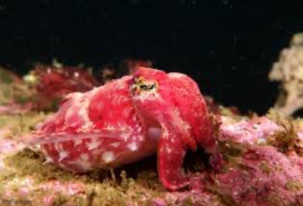 Cuttlefish | image tagged in cuttlefish | made w/ Imgflip meme maker