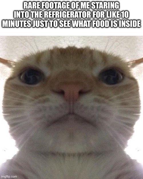 Idk why I do this sometimes | RARE FOOTAGE OF ME STARING INTO THE REFRIGERATOR FOR LIKE 10 MINUTES JUST TO SEE WHAT FOOD IS INSIDE | image tagged in staring cat/gusic | made w/ Imgflip meme maker