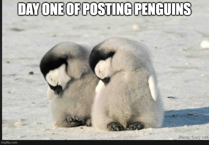 Penguins :) | DAY ONE OF POSTING PENGUINS | image tagged in penguins | made w/ Imgflip meme maker
