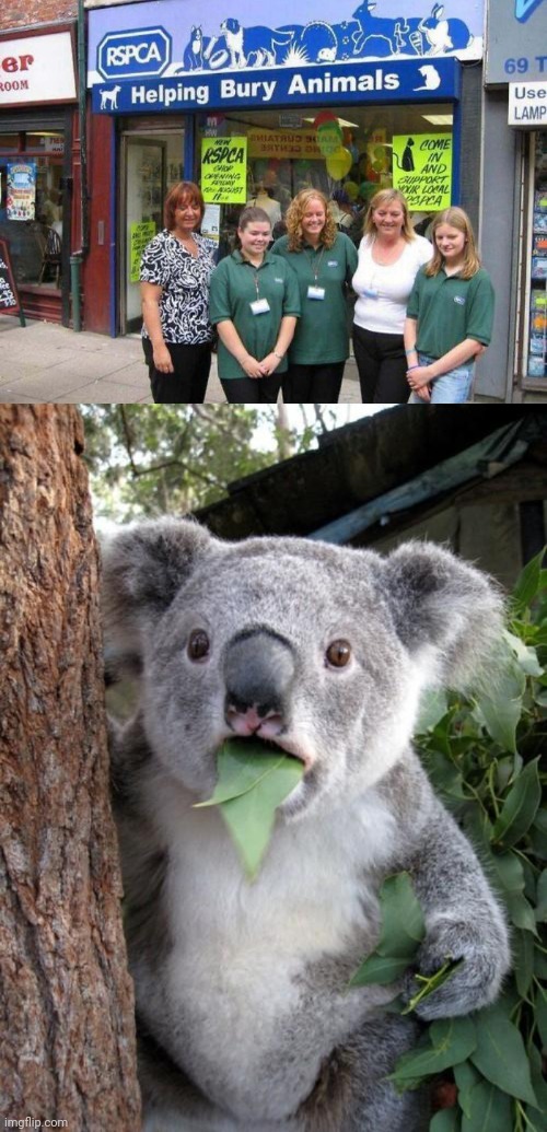 "Helping bury animals" | image tagged in memes,surprised koala,bury,animal,animals,you had one job | made w/ Imgflip meme maker
