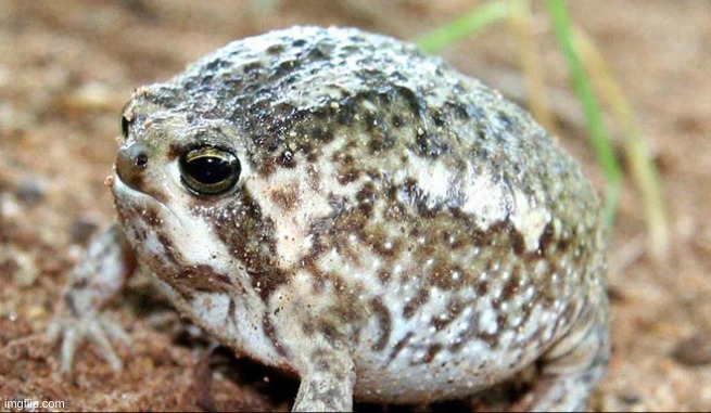 Here is a desert rain frog. You're welcome. | image tagged in stay blobby,adorable | made w/ Imgflip meme maker