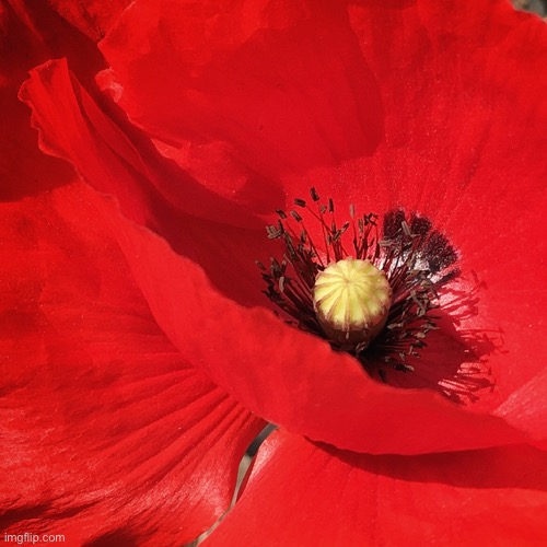 Centre of attraction | image tagged in red poppy,wild flower,beauty | made w/ Imgflip meme maker