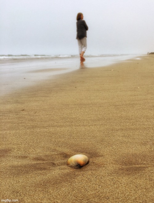 On the sea shore | image tagged in sea shell,beach,shore | made w/ Imgflip meme maker
