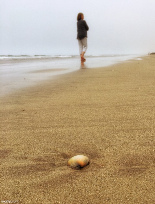 Sea shell | image tagged in by the sea shore,on the beach,shell | made w/ Imgflip meme maker