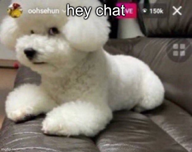 Bombastic side eye | hey chat | image tagged in bombastic side eye | made w/ Imgflip meme maker