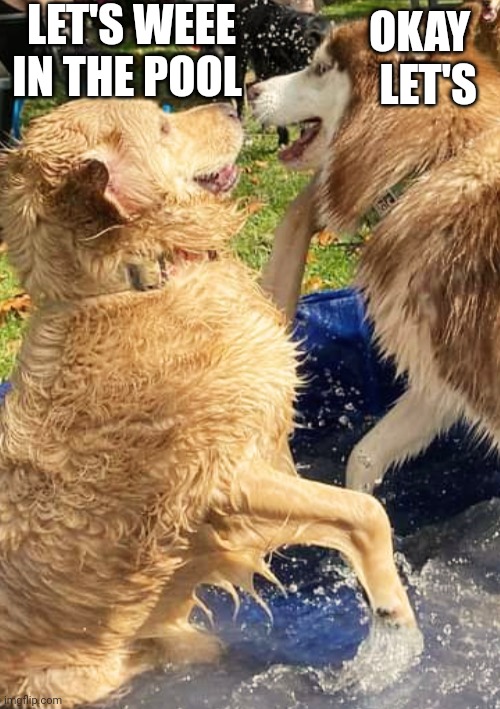 Family Funtime | LET'S WEEE IN THE POOL; OKAY; LET'S | image tagged in pets | made w/ Imgflip meme maker