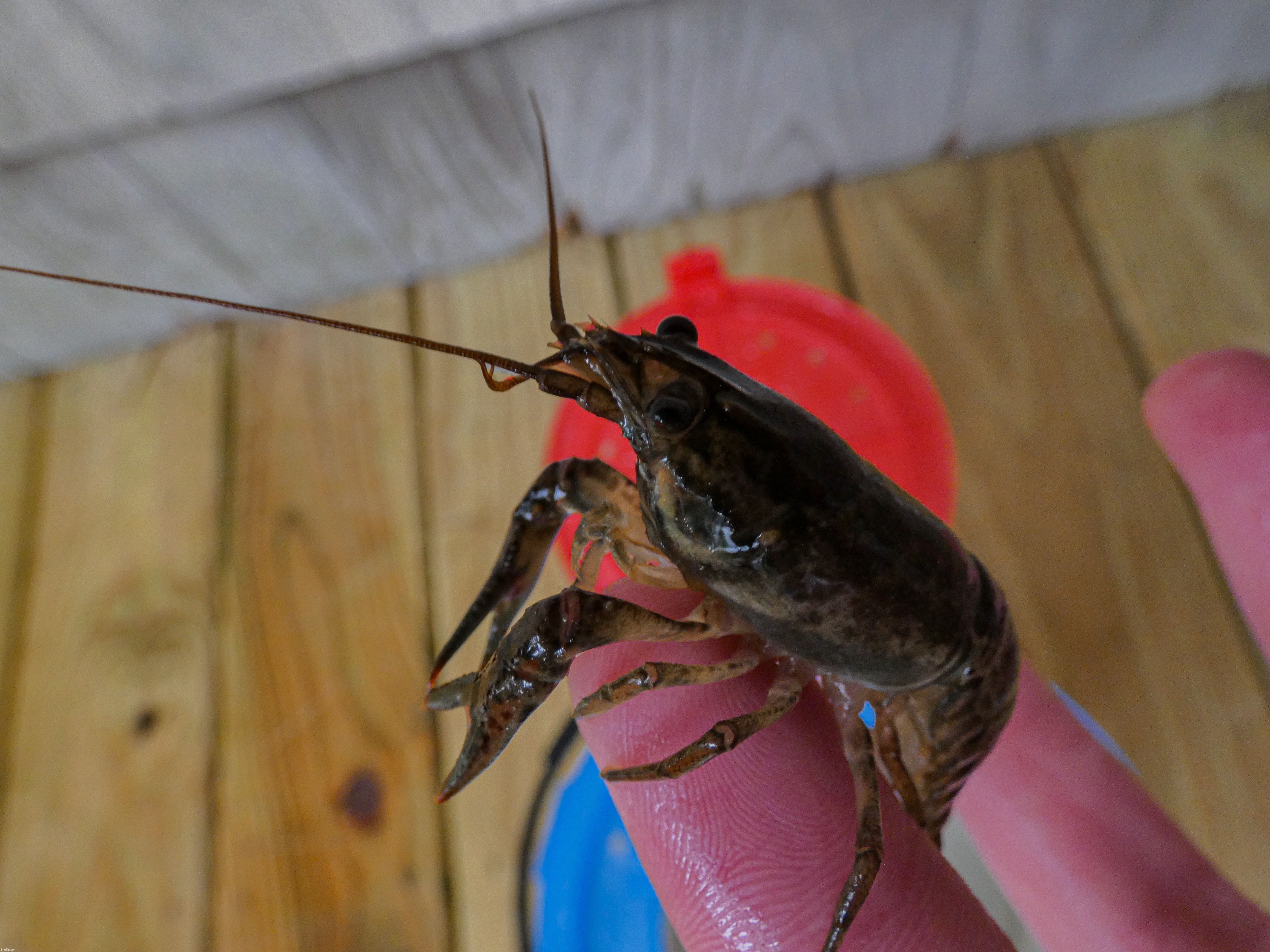 A crayfish that I caught with my bare hands in the lake yesterday, I released him today | image tagged in share your own photos,iceu new hampshire | made w/ Imgflip meme maker