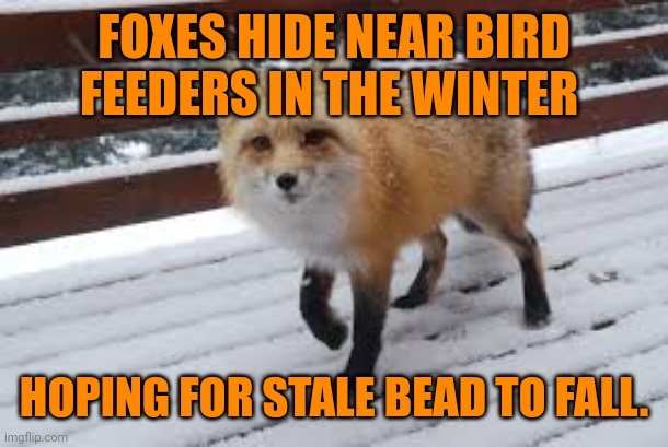 Fox facts | FOXES HIDE NEAR BIRD FEEDERS IN THE WINTER; HOPING FOR STALE BEAD TO FALL. | image tagged in this,one,isnt,important | made w/ Imgflip meme maker