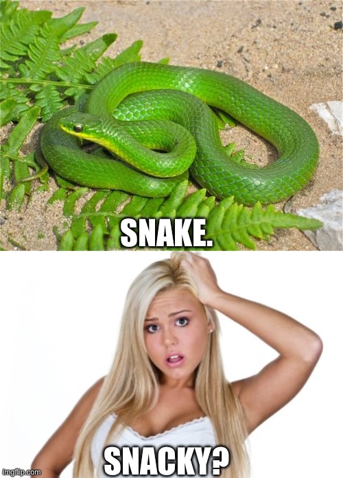SNAKE. SNACKY? | image tagged in dumb blonde | made w/ Imgflip meme maker