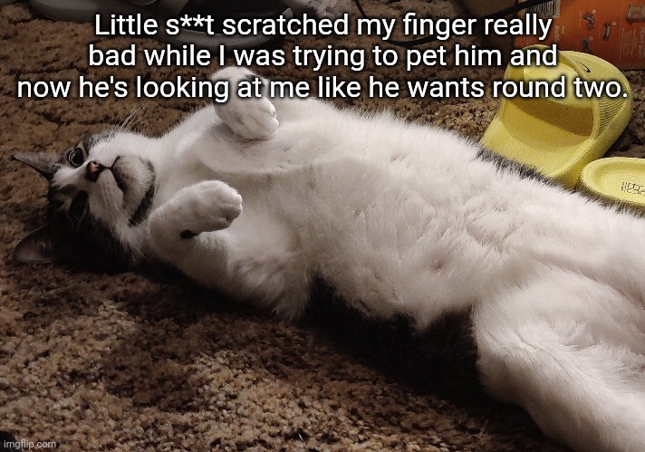 He may be cute but don't fall for it. | Little s**t scratched my finger really bad while I was trying to pet him and now he's looking at me like he wants round two. | image tagged in cats | made w/ Imgflip meme maker