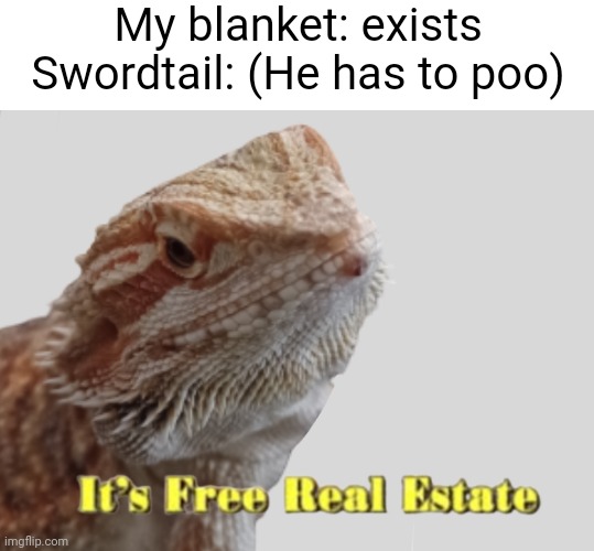 Seriously bruh (Based off of a true story) | My blanket: exists
Swordtail: (He has to poo) | image tagged in bearded dragon,bruh | made w/ Imgflip meme maker